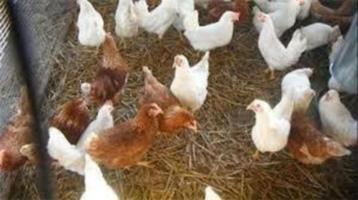 Witte leghorn kippen. beschikbaar voor biedingen
