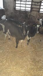 Te koop: Bonte bok, Dieren en Toebehoren, Mannelijk, Geit