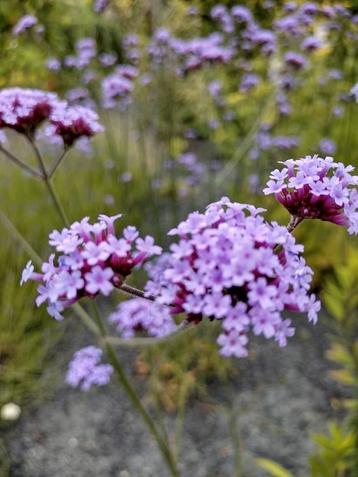 Zaden IJzerhard - Verbena bonariensis meerjarig  beschikbaar voor biedingen
