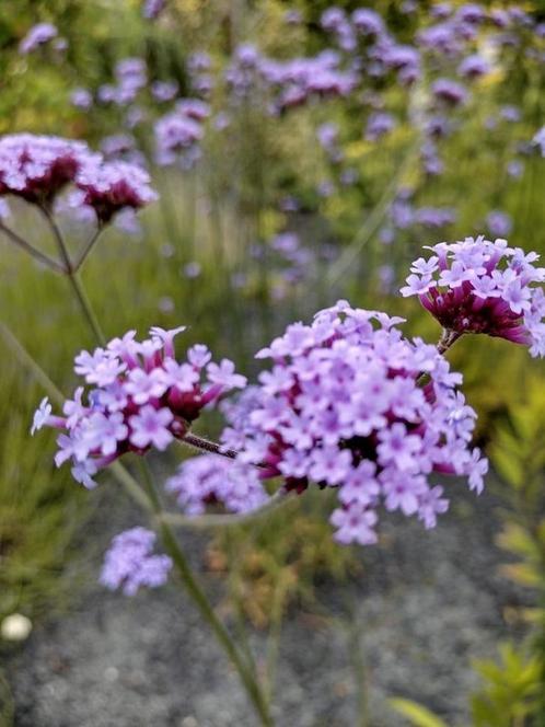 Zaden IJzerhard - Verbena bonariensis meerjarig, Tuin en Terras, Bloembollen en Zaden, Zaad, Voorjaar, Volle zon, Verzenden