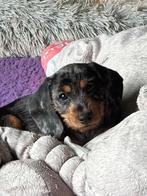 Ruwhaar dapple kaninchen x dwergteckel dwerg teckel reutje, Dieren en Toebehoren, Honden | Teckels en Dashonden, Reu, CDV (hondenziekte)