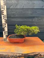 Bonsai Jeneverbes 1, In pot, Bloeit niet, Halfschaduw, Minder dan 100 cm