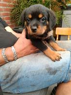Prachtige rottweiler pups  nog   1 teefje, Dieren en Toebehoren, Rabiës (hondsdolheid), 8 tot 15 weken, Meerdere, Meerdere dieren