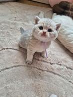 Prachtige raszuivere britse korthaar en langhaar, Meerdere dieren, Gechipt, 0 tot 2 jaar