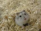 Hamsters dwerghamsters goudhamsters, Dieren en Toebehoren, Knaagdieren, Meerdere dieren, Hamster