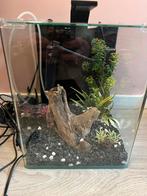 Nano cube aquarium, Ophalen of Verzenden, Zo goed als nieuw, Plant(en), Steen of Hout