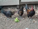 Drentse kriel zwartgoudhalzig, Meerdere dieren, Kip