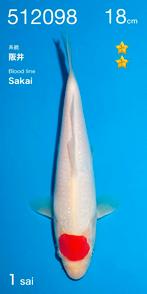 Hq Tosai Tancho van de Ogata auction, Sakai bloedlijn, Dieren en Toebehoren, Karper of Koi