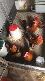 Broedeieren van Groninger meeuwen kriel, Dieren en Toebehoren, Pluimvee, Geslacht onbekend, Kip