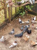 Bonte sierduiven, Dieren en Toebehoren, Vogels | Duiven, Meerdere dieren, Overige soorten