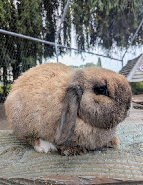 Minilop konijn voedster meisje, Dieren en Toebehoren, Konijnen, Dwerg, Vrouwelijk, 0 tot 2 jaar, Hangoor