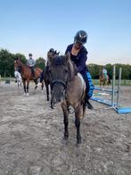 Verzorger/ bijrijder aangeboden, verzorg pony gezocht, Dieren en Toebehoren, Ophalen of Verzenden, Nieuw