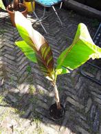 Musa ever red, Ophalen, Overige soorten, Volle zon