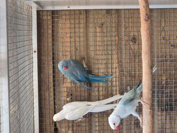 Te koop een mooi koppel halsbandparkieten +jong  beschikbaar voor biedingen