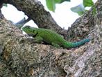 Sceloporus malachiticus (Stekelleguaan), Hagedis, 3 tot 6 jaar