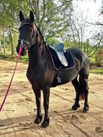 3 jarige friese merrie, Dieren en Toebehoren, Paarden, Merrie, Zadelmak, 160 tot 165 cm, 3 tot 6 jaar