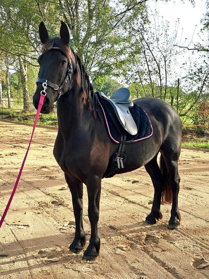 3 jarige friese merrie, Dieren en Toebehoren, Paarden, Merrie, Zadelmak, 160 tot 165 cm, 3 tot 6 jaar