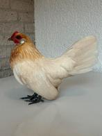 Hollandse kriel witpatrijs, Meerdere dieren, Kip