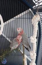 Jonge tamme rosé kaketoes  ~beide gereserveerd~, Dieren en Toebehoren, Meerdere dieren, Papegaai, Geringd