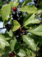 **GOEDKOOP** Frangula alnus, sporkehout, rhamnus frangula, Ophalen of Verzenden, Overige soorten, Struik, 100 tot 250 cm