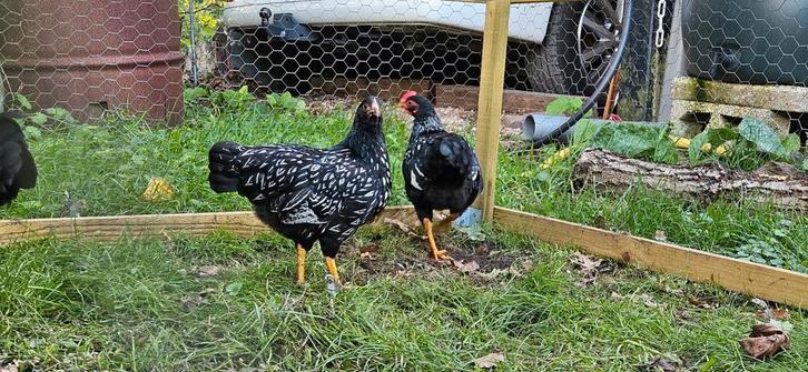 Barnevelder krielkippen en kuikens, zilvergezoomd, Dieren en Toebehoren, Pluimvee, Kip, Meerdere dieren