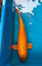 Yamabuki +/- 73 cm, Dieren en Toebehoren