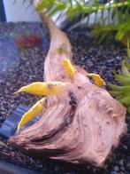 Davidi yellow(Citroengarnaal), Dieren en Toebehoren, Vissen | Aquariumvissen, Kreeft, Krab of Garnaal