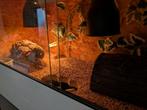Terrarium 2etages, Dieren en Toebehoren, Reptielen en Amfibieën | Toebehoren, Ophalen, Gebruikt