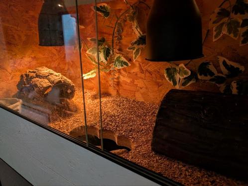 Terrarium 2etages, Dieren en Toebehoren, Reptielen en Amfibieën | Toebehoren, Gebruikt, Ophalen