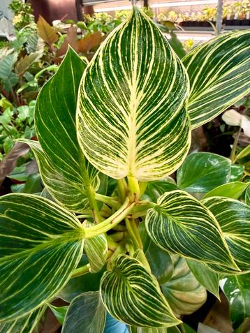 Philodendron White Measure p12 - Prachtige Kamerplant! beschikbaar voor biedingen