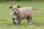 American bully pup teefje, Dieren en Toebehoren, Honden | Bulldogs, Pinschers en Molossers, Overige rassen, CDV (hondenziekte)