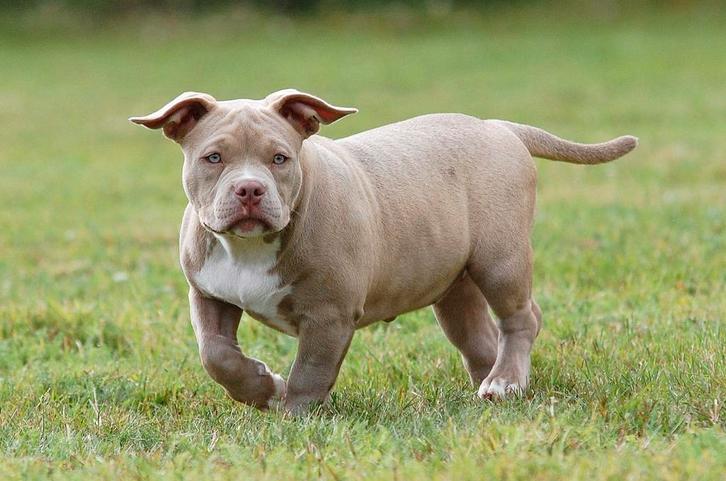 American bully pup teefje, Dieren en Toebehoren, Honden | Bulldogs, Pinschers en Molossers, Teef, Overige rassen, Particulier