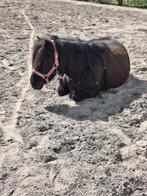 Vrolijke shetlander ruin zoekt stalling, Dieren en Toebehoren, Stalling en Weidegang, Stalling