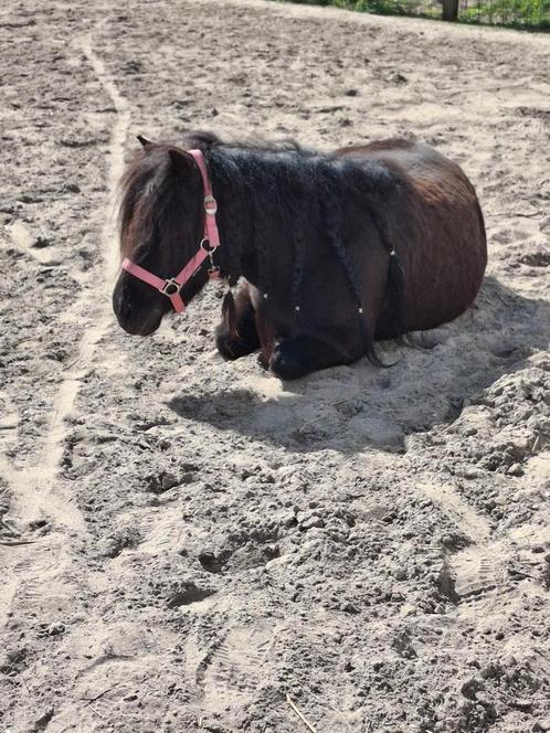 Vrolijke shetlander ruin zoekt stalling, Dieren en Toebehoren, Stalling en Weidegang, Stalling
