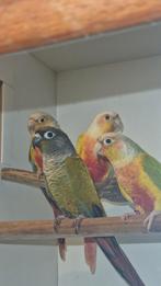 Pyrrhura mutatie mysty 3 keer split, Mannelijk, Parkiet