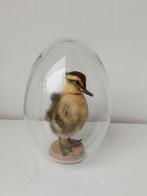 Opgezette eend kuiken in ei vorm stolp, Ophalen of Verzenden, Zo goed als nieuw, Boerderijdier, Opgezet dier