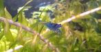 Blauwe garnalen, Dieren en Toebehoren, Kreeft, Krab of Garnaal, Zoetwatervis