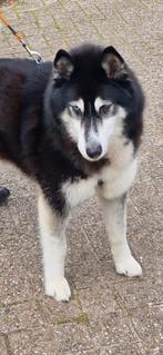 Superlieve Husky Reu 11 jaar, Parvo, 6 jaar of ouder, Reu, Eén hond