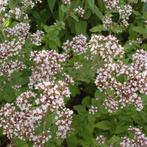 Uit de biologische moestuin: Oregano, planten en zaden., Volle zon, Vaste plant, Ophalen of Verzenden, Kruiden