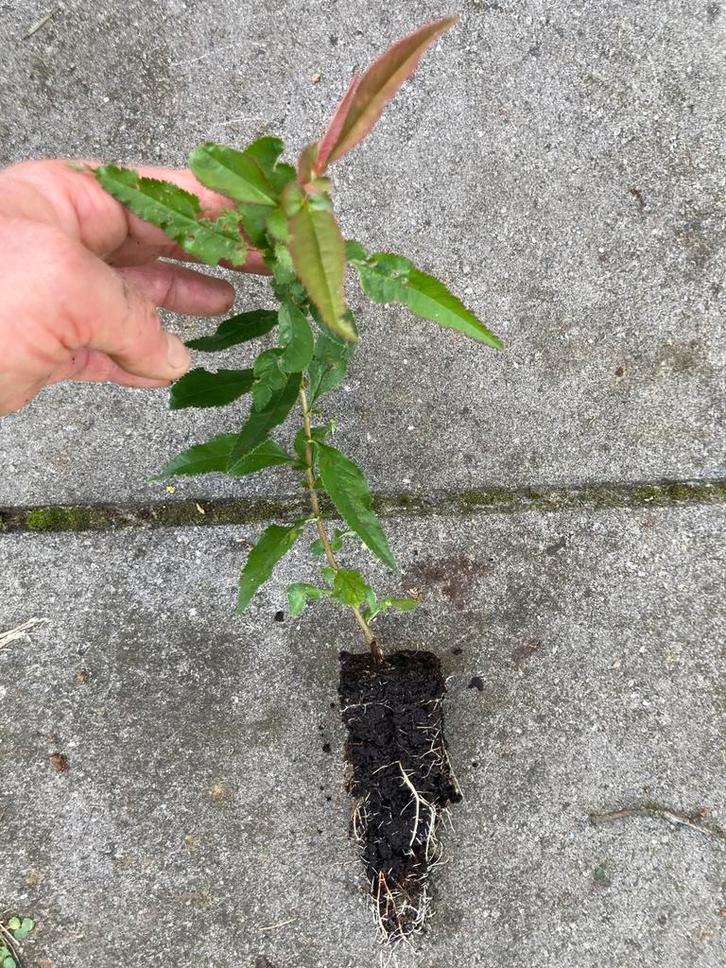 Chinese kwee boompje max 3-4 m, Tuin en Terras, Planten | Bomen, Overige soorten, Minder dan 100 cm, Volle zon, Bloeit niet, Ophalen of Verzenden