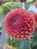 🏵 Dahlia Copperboy in 2L pot, Volle zon, Vaste plant, Zomer, Ophalen