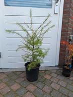 Japanse Larix en japanse acer, Bloeit niet, Halfschaduw, Minder dan 100 cm, Overige soorten