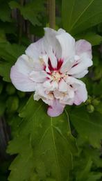 Gewortelde stekken van dubbelkleurige Hibiscus, vaste plant, Vaste plant, Ophalen of Verzenden