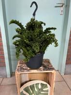 Nephrolepis Emina, Ophalen of Verzenden, Overige soorten, Minder dan 100 cm