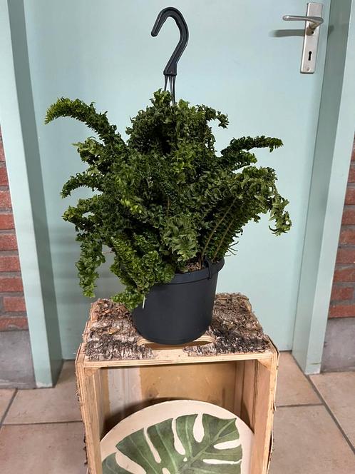 Nephrolepis Emina, Huis en Inrichting, Kamerplanten, Overige soorten, Minder dan 100 cm, Ophalen of Verzenden