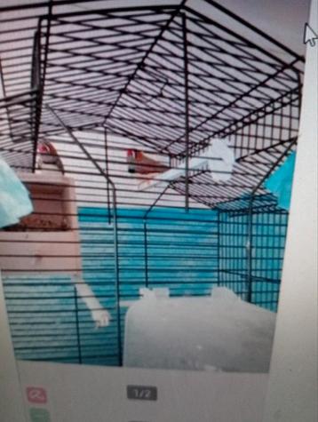 2 vink mannen met kooi beschikbaar voor biedingen