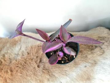 Tradescantia pink stripe  beschikbaar voor biedingen