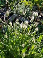 zaden diverse tuinplanten, Ophalen of Verzenden, Overige soorten, Volle zon