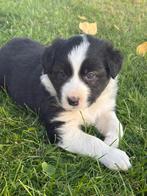 Border Collie x Australian Shepherd, CDV (hondenziekte), 8 tot 15 weken, Collie, Meerdere