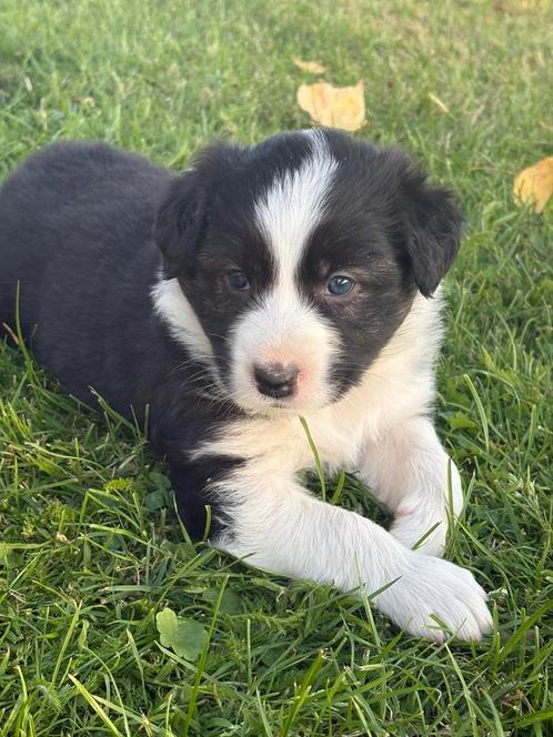 Border Collie x Australian Shepherd, Dieren en Toebehoren, Honden | Herdershonden en Veedrijvers, Meerdere dieren, Collie, Particulier